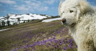 great Pyrenees overlooking livestock on side of mountains