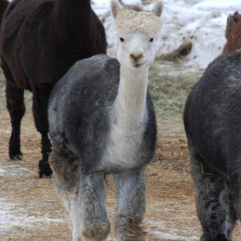 gray and white alpaca