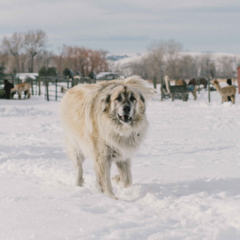 anatolian shepherd guard dog walking in snow