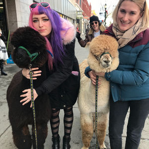 two alpacas get hugs from two girls
