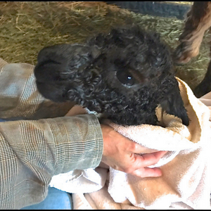 baby alpaca face