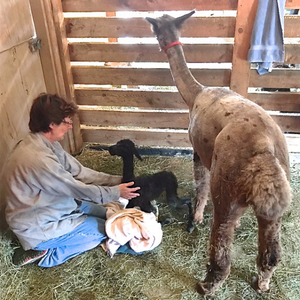 woman helping newborn baby alpaca in barn with mom alpaca right next to her