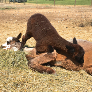 baby alpaca laying on mom