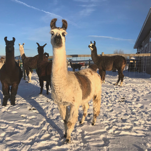 lucy the llama standing in the snow with other llamas