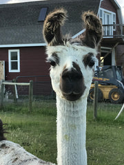 meet lucy the llama