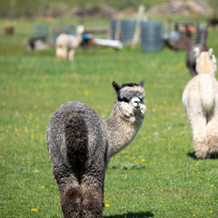 gray alpaca standing in a green field looking back at the camera
