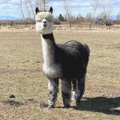 dark gray and white alpaca standing in field