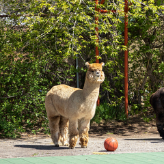beige alpaca standing on basketball court with basketball next to him