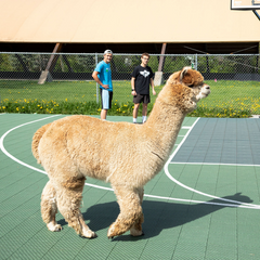 fluffy beige alpaca walking across basketball court