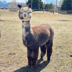 brown and white fluffy alpaca