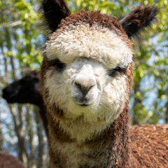brown alpaca with white face close up