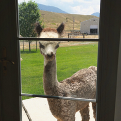 alpaca standing outside of a house door looking in