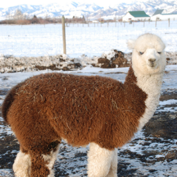 brown and white alpaca