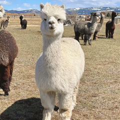 white cute fluffy alpaca standing in field