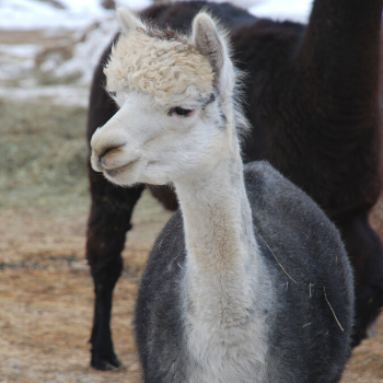 white and gray alpaca