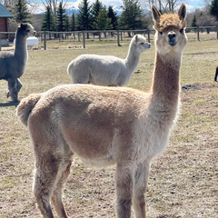 truffles mom alpaca in field