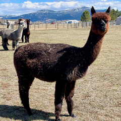 cute brown alpaca standing in field