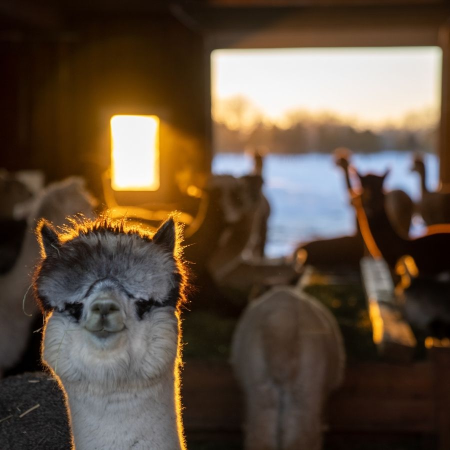 alpaca smiling at the camera in a barn with sunset in the background