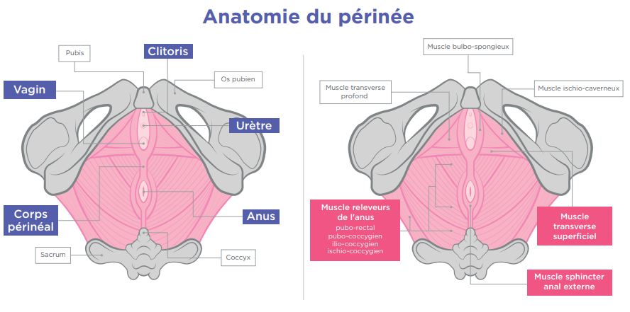 schéma périnée