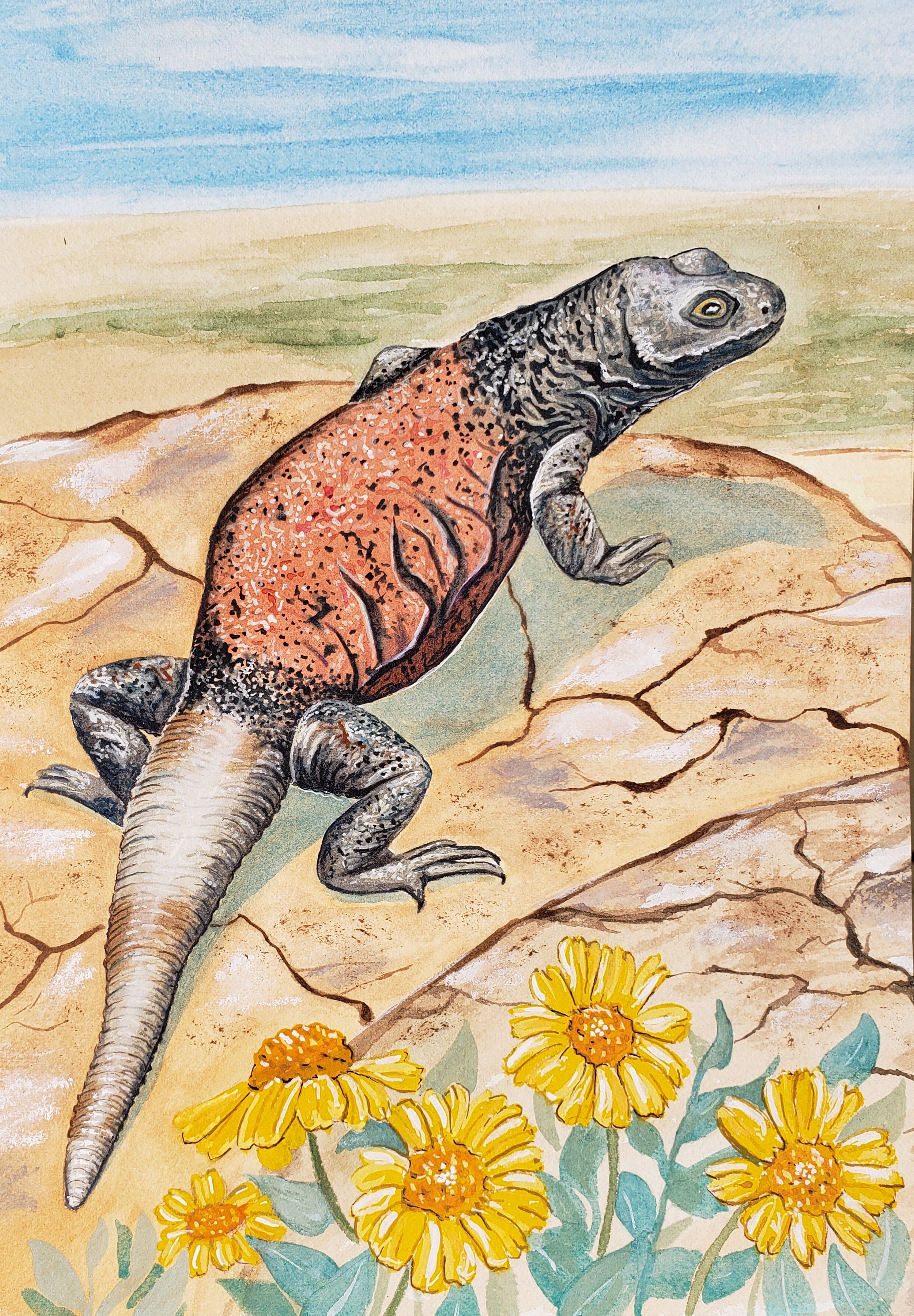 Chuckwalla #1