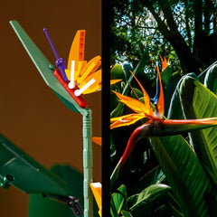 De paradijsvogelplant is een van de opvallendste planten ter wereld en kan wel twee meter hoog worden. Jij kunt nu je eigen versie van deze uitzonderlijke plant maken met de LEGO® Paradijsvogelplant (10289) bouwset.