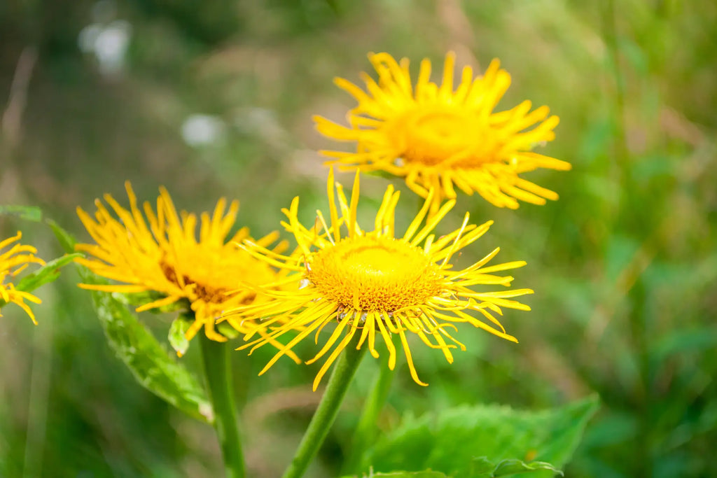 Elecampane Root - MediTea Wellness