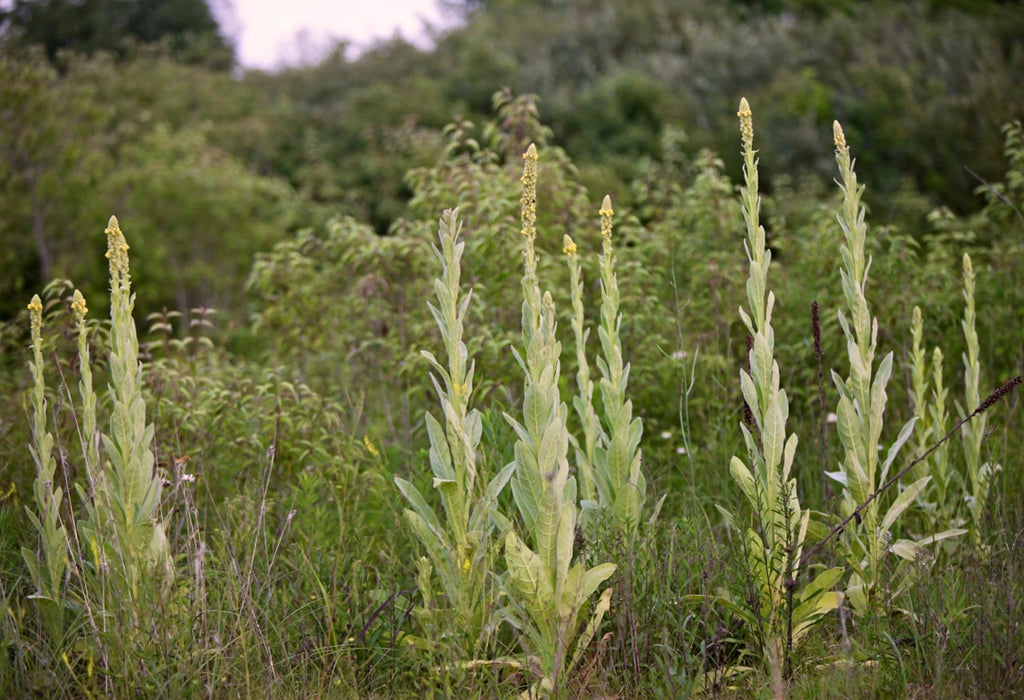 Mullein Plant