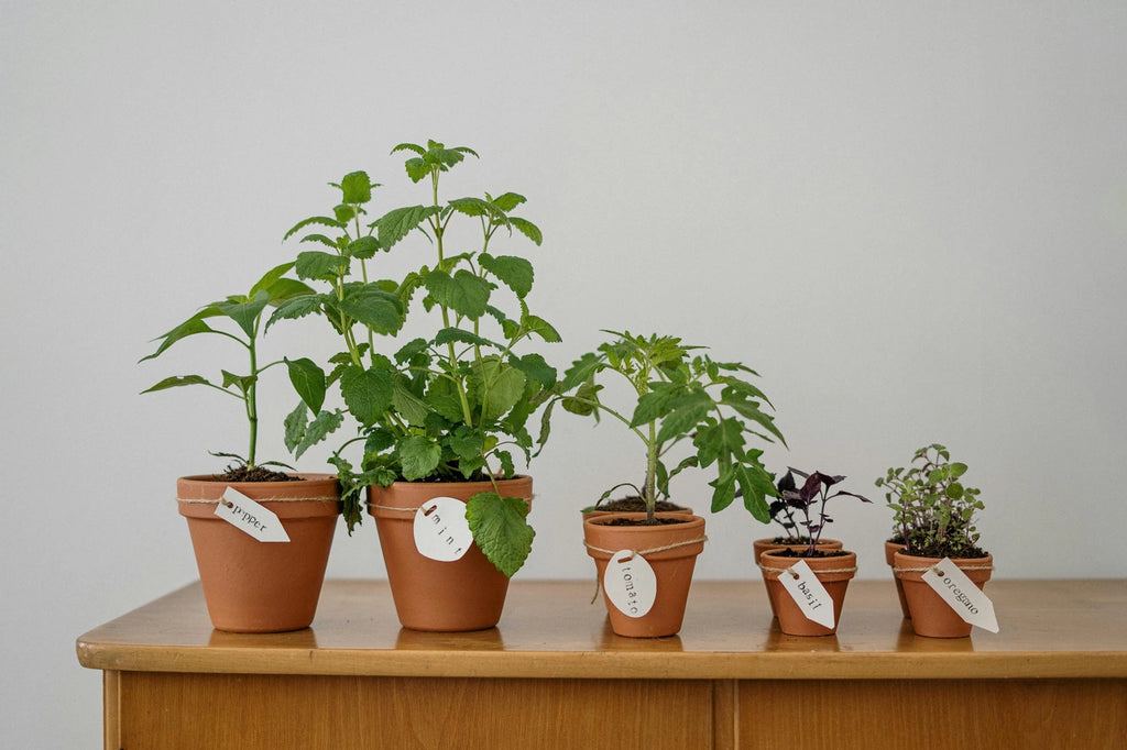 potted plants with rosemary, basil, oregano, tomato, mint and pepper