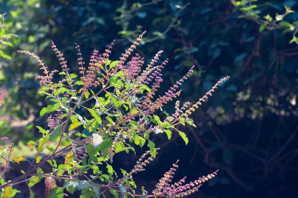 Tulsi Plant