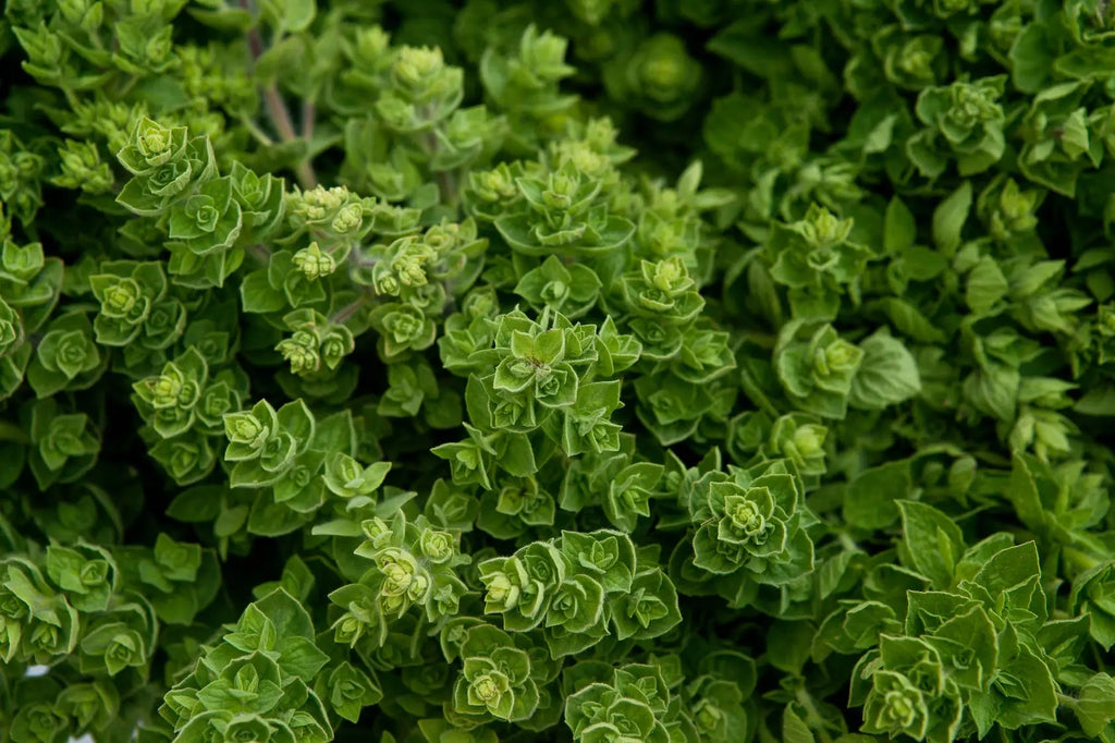 Oregano plant - MediTea Wellness