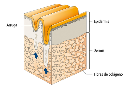 arrugas