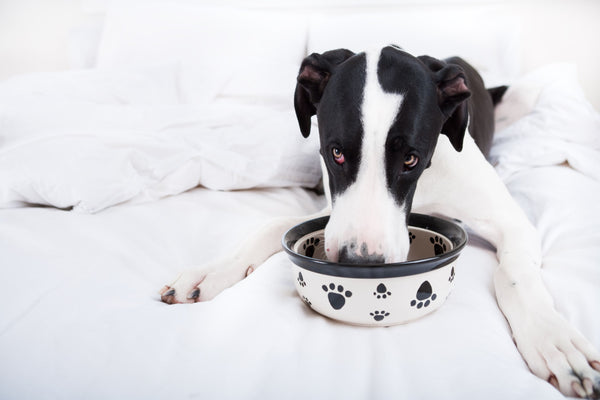 Cane, cane che mangia