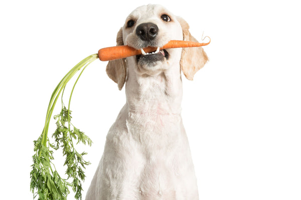 Carote, verdure, cane