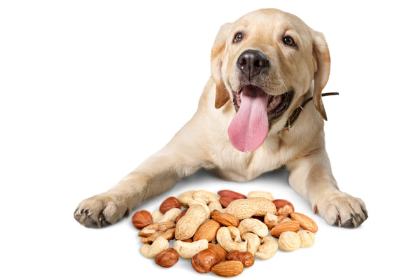I cani possono mangiare le mandorle?