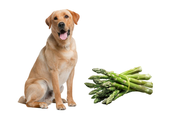 Dürfen Hunde Spargel essen