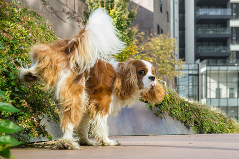 Dog leaves a trail