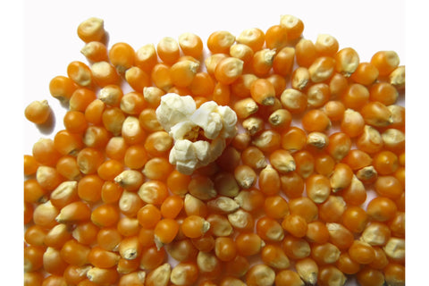 Popcorn grain