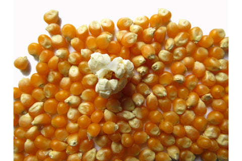 Grano di popcorn