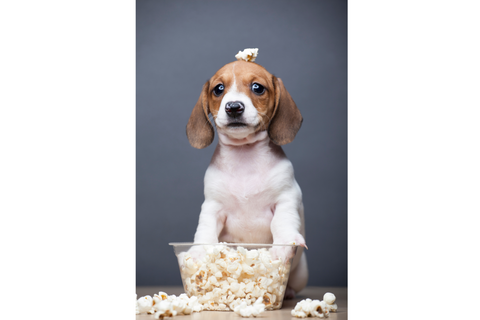 Popcorn, dog