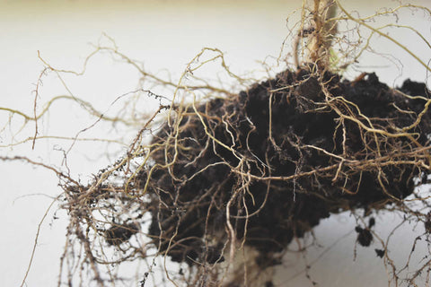 Mycorrhizal Fungi For Roses