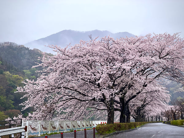 雨中の桜　愛川町