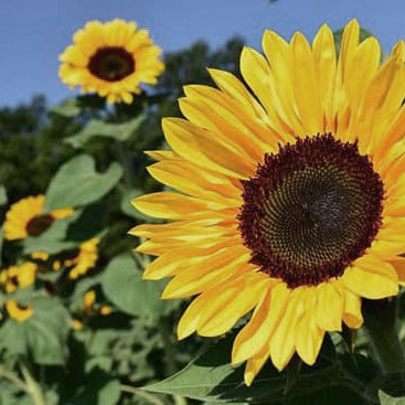 Yellow sunflower with other flowers sunflowers in the background and blue sky.