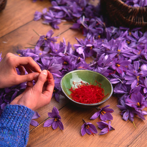 Kashmir kesar saffron sorting by hand