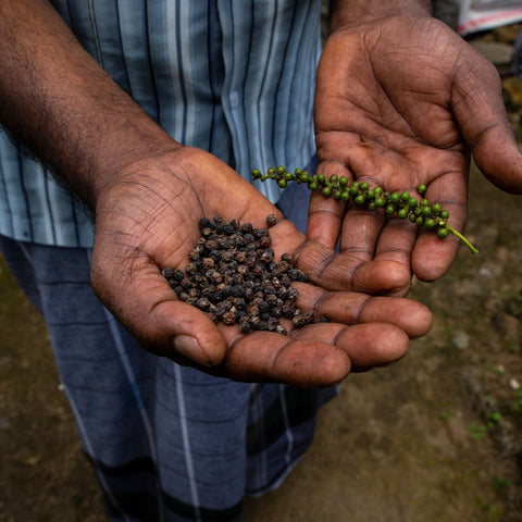 Local Sparrow's farm partner showing us raw green peppercorns and the ripened black peppercorns on his palm.