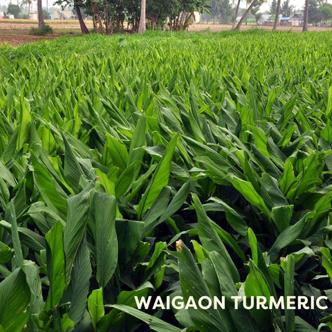 Waigaon turmeric fields in Waigaon region near Wardha in maharashtra. Local Sparrow's waigaon turmeric is rich in curcumin.
