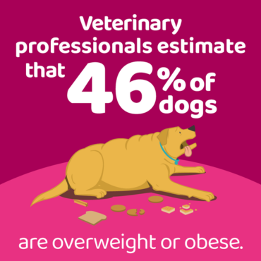 46% of dogs are overweight