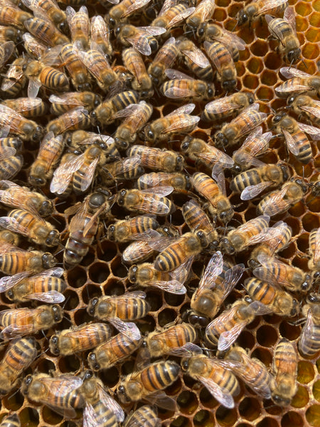 queen bee, comb, brood