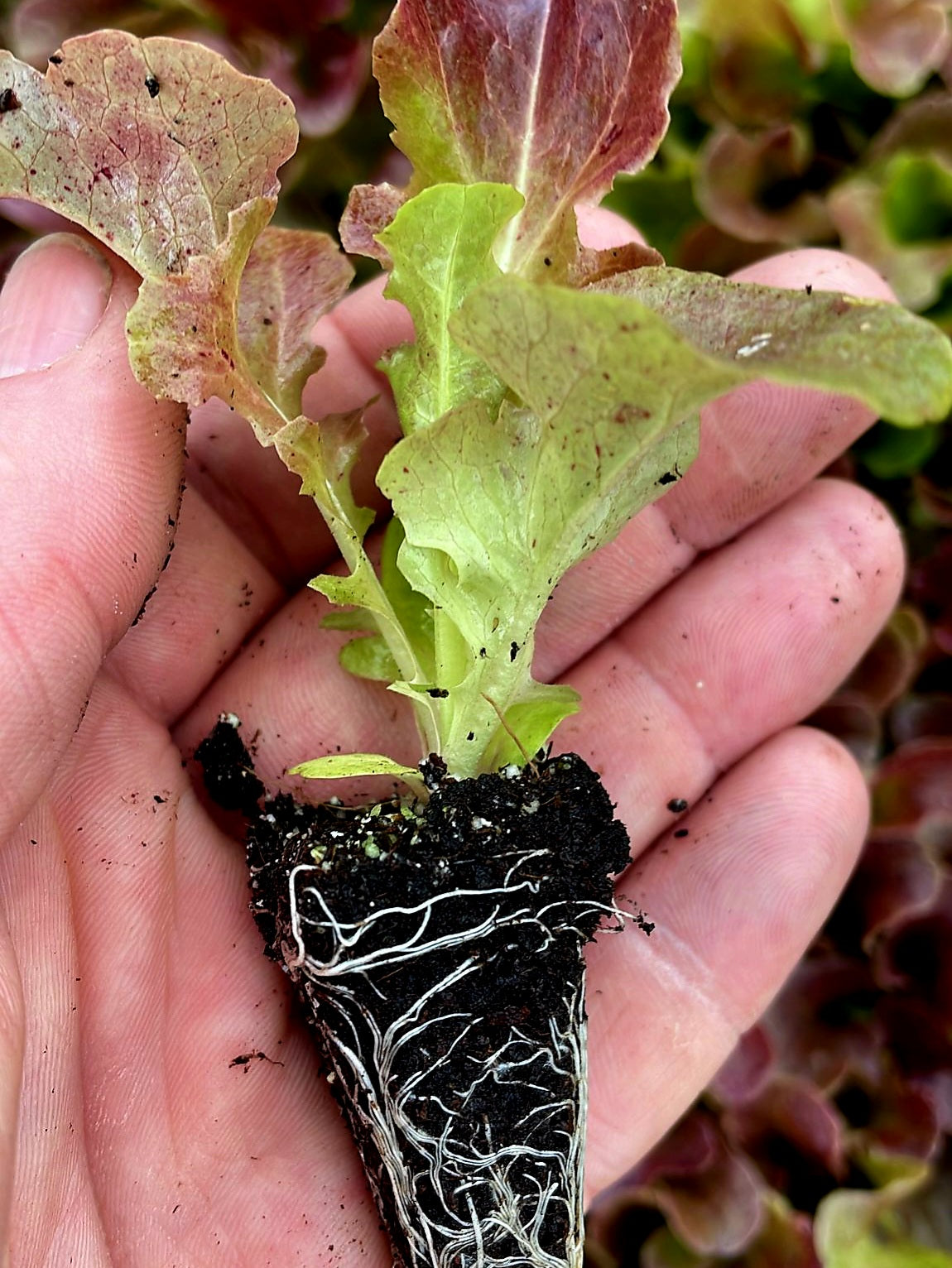 Red Oakleaf Lettuce Plug Plants "Grow Your Own" Salad 'Ready to Plant –  root-source