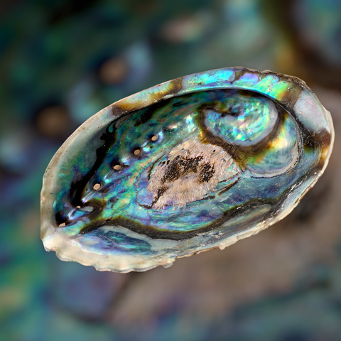 Abalone Paua