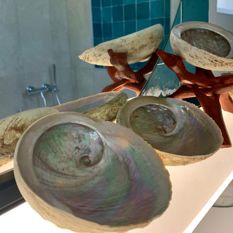 Abalone in a bathroom